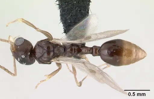 Nesomyrmex tamatavensis - CASENT0496295