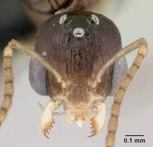 Nesomyrmex tamatavensis - CASENT0496295