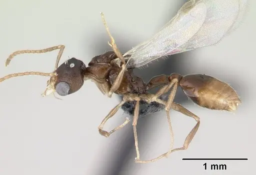 Nesomyrmex tamatavensis - CASENT0496295