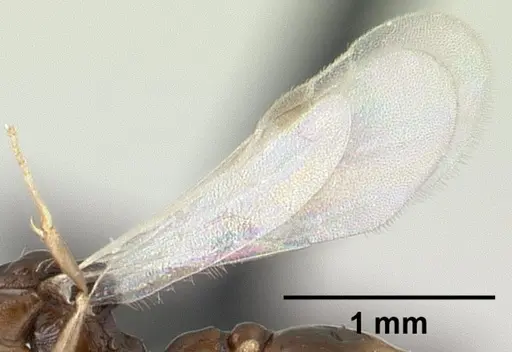 Nesomyrmex tamatavensis - CASENT0496295