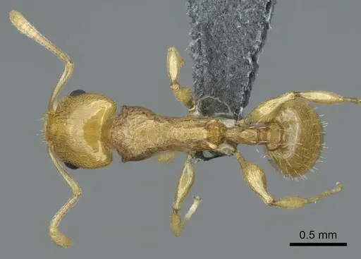 Nesomyrmex tamatavensis - CASENT0840866