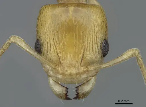 Nesomyrmex tamatavensis - CASENT0840866