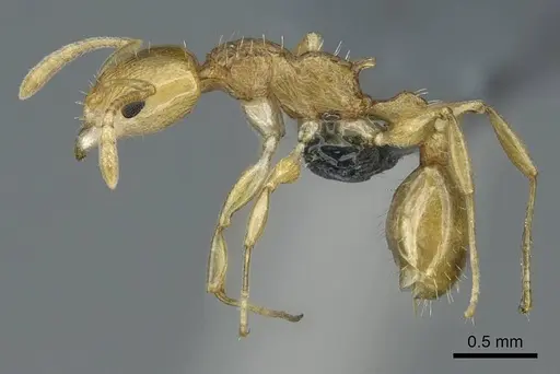 Nesomyrmex tamatavensis - CASENT0840866