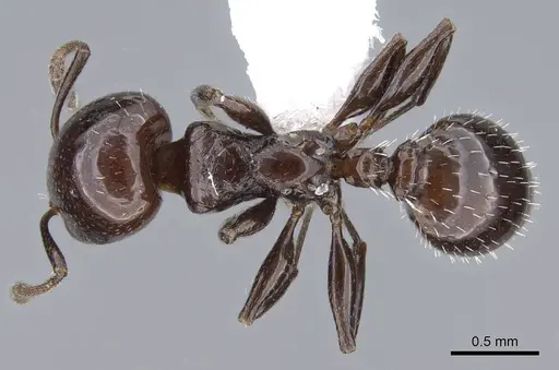 Nesomyrmex tonsuratus - CASENT0914999