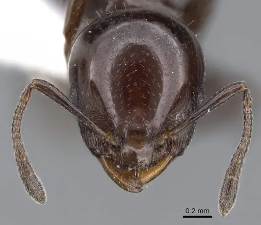 Nesomyrmex tonsuratus - CASENT0914999