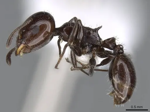 Nesomyrmex tonsuratus - CASENT0914999