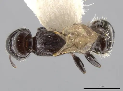 Nesomyrmex tonsuratus - INBIOCRI001800846