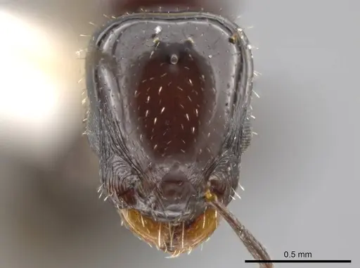 Nesomyrmex tonsuratus - INBIOCRI001800846