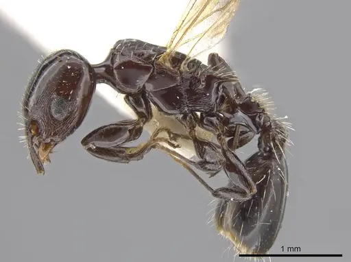 Nesomyrmex tonsuratus - INBIOCRI001800846