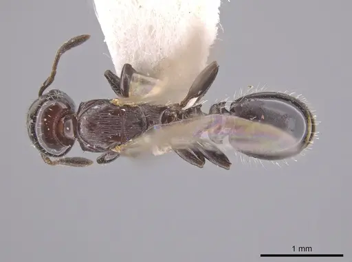 Nesomyrmex tonsuratus - INBIOCRI001800852