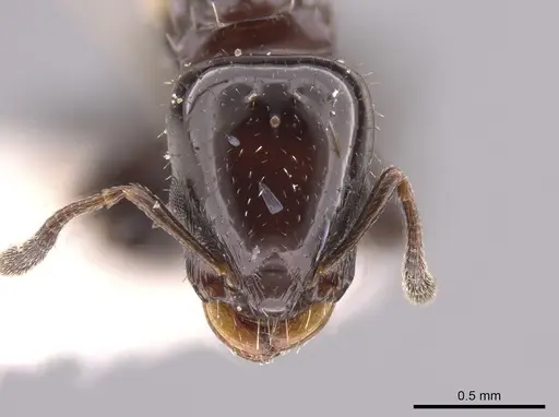 Nesomyrmex tonsuratus - INBIOCRI001800852