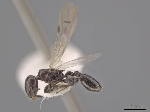 Nesomyrmex tonsuratus - INBIOCRI001800852