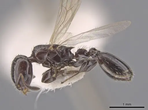 Nesomyrmex tonsuratus - INBIOCRI001800852