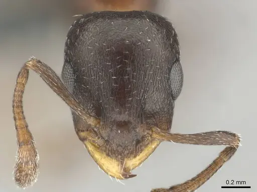 Nesomyrmex vannoorti specimen