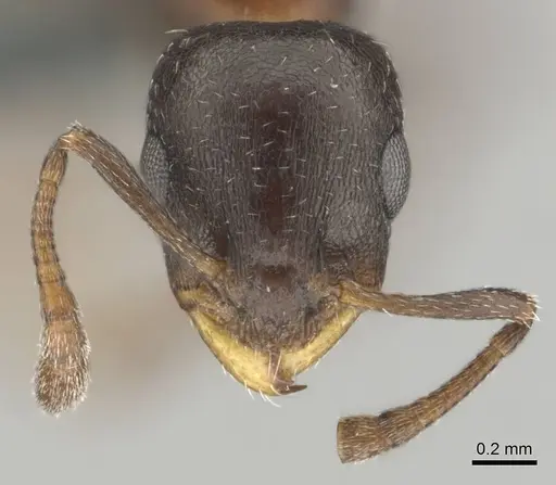 Nesomyrmex vannoorti specimen