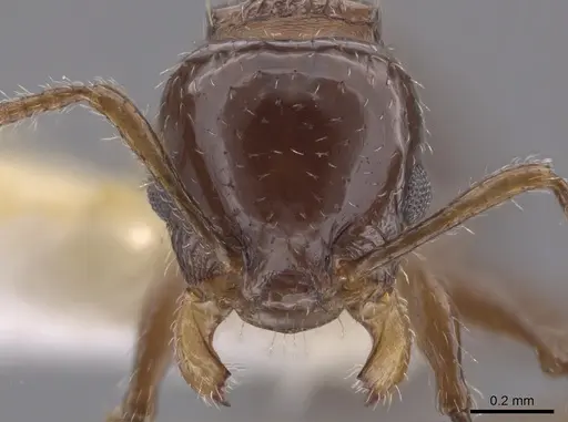 Nesomyrmex vargasi specimen