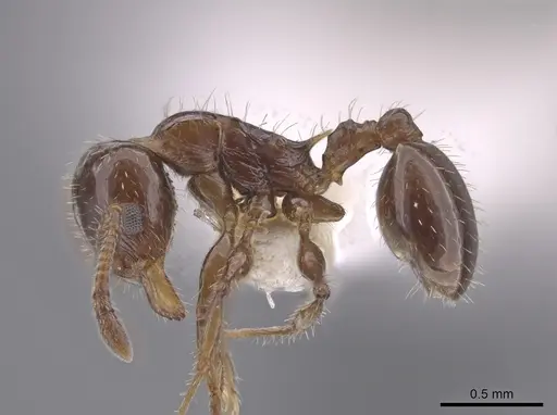Nesomyrmex vargasi specimen