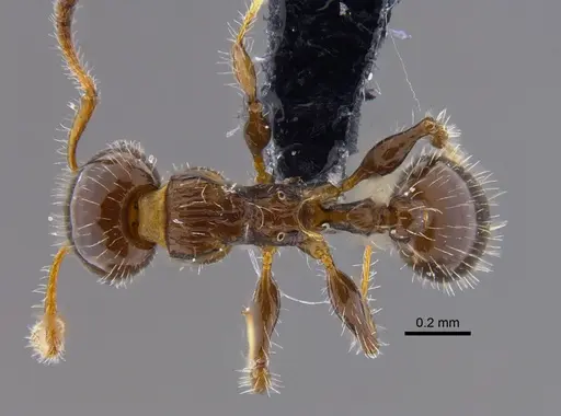 Nesomyrmex vargasi - CBUMAGENT41907