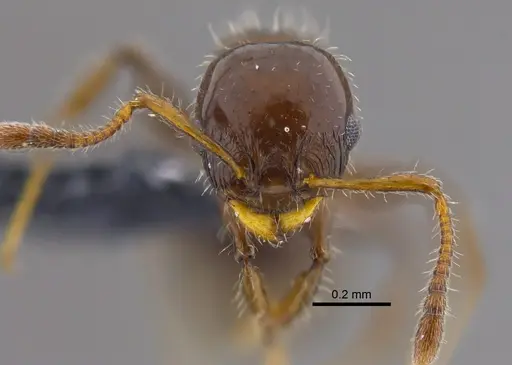 Nesomyrmex vargasi - CBUMAGENT41907