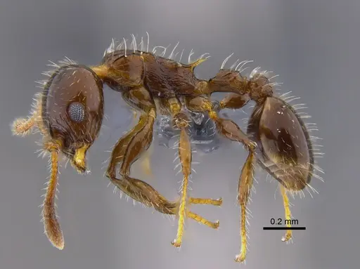 Nesomyrmex vargasi - CBUMAGENT41907
