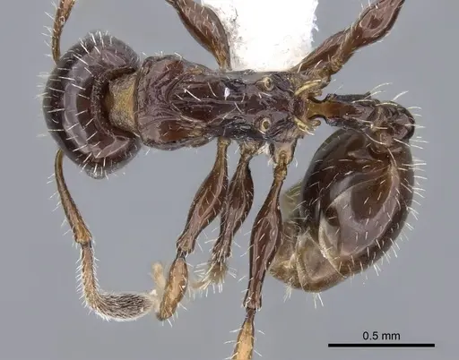 Nesomyrmex vargasi - JTLC000008517