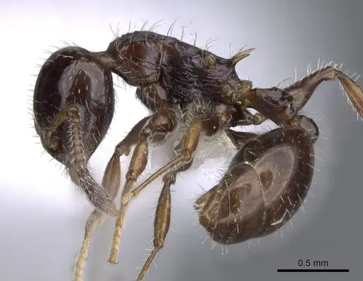 Nesomyrmex vargasi - JTLC000008517