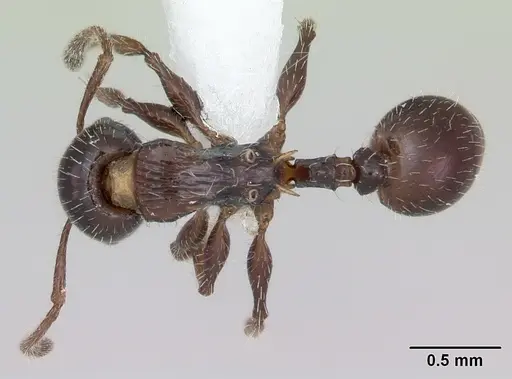 Nesomyrmex vargasi - JTLC000008518