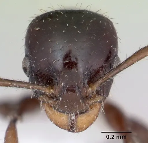 Nesomyrmex vargasi - JTLC000008518