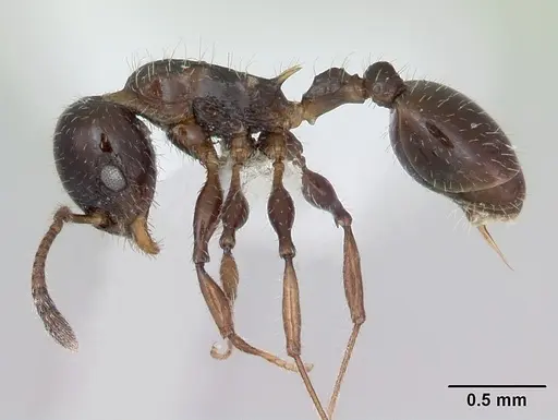 Nesomyrmex vargasi - JTLC000008518