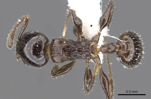 Nesomyrmex vargasi - LACMENT144699