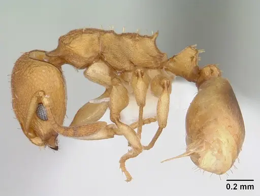 Nesomyrmex vicinus specimen