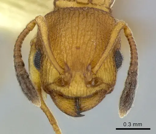 Nesomyrmex vicinus - CASENT0246291