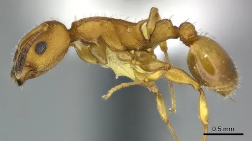 Nesomyrmex vicinus - CASENT0246291