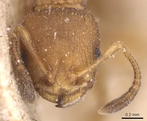 Nesomyrmex vicinus - CASENT0904727