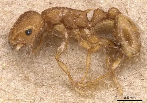 Nesomyrmex vicinus - CASENT0904727