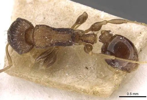Nesomyrmex vicinus - CASENT0909000