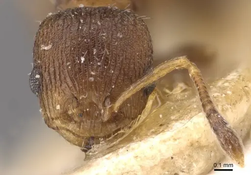 Nesomyrmex vicinus - CASENT0909000