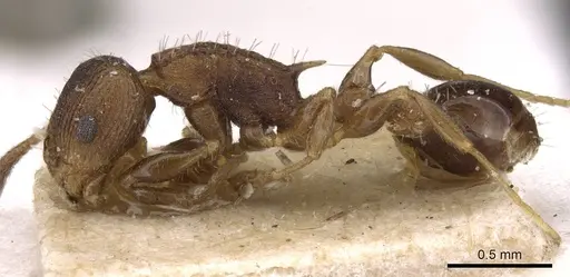 Nesomyrmex vicinus - CASENT0909000