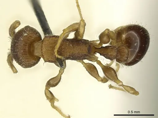 Nesomyrmex vicinus - CASENT0919735
