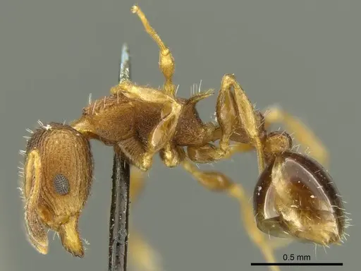 Nesomyrmex vicinus - CASENT0919735