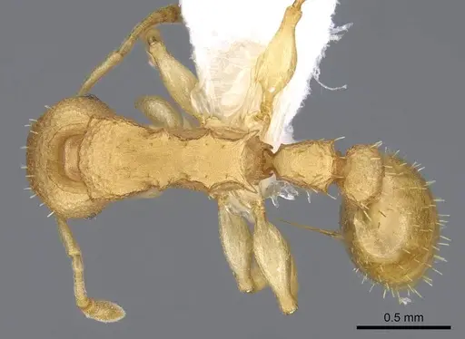 Nesomyrmex vicinus - CASENT0922001