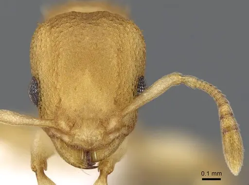 Nesomyrmex vicinus - CASENT0922001