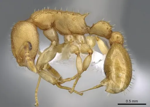 Nesomyrmex vicinus - CASENT0922001