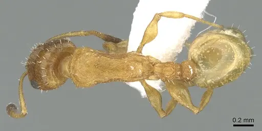Nesomyrmex zaheri specimen