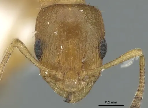 Nesomyrmex zaheri specimen