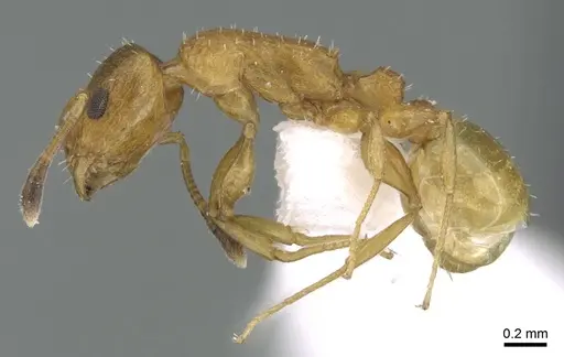 Nesomyrmex zaheri specimen