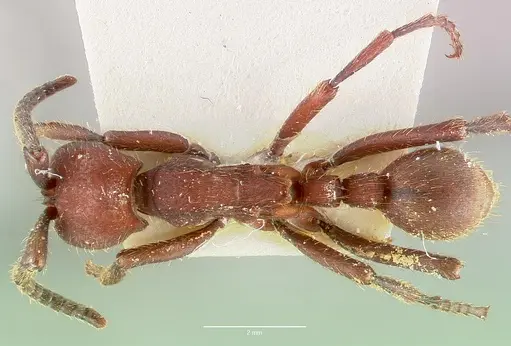 Nomamyrmex esenbeckii specimen