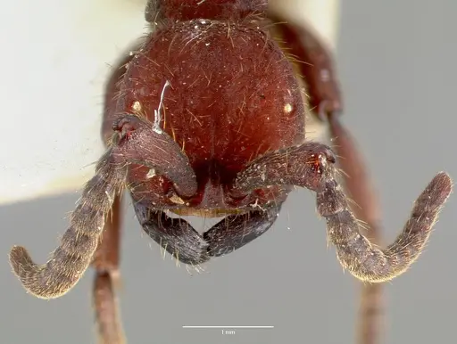 Nomamyrmex esenbeckii specimen