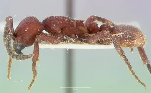 Nomamyrmex esenbeckii specimen