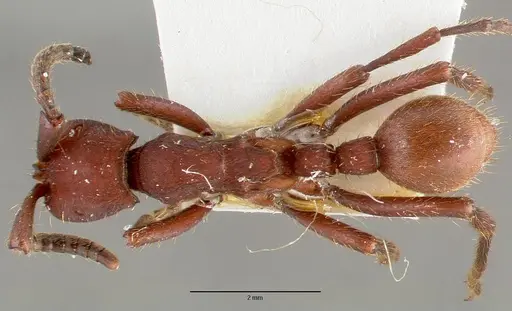 Nomamyrmex esenbeckii - CASENT0006043